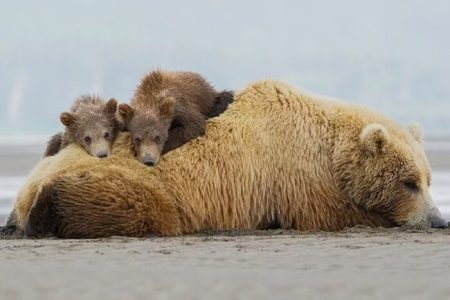 انتقال توله‌خرس‌های بی‌سرپرست به تهران برای مراقبت ویژه