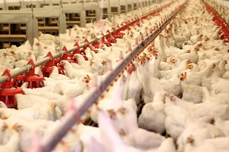 قربانیان خاموش صنعت؛ کشتار مرغ‌ها برای کاهش ضرر