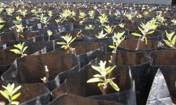 تولید ۵هزار نهال در نهالستان منابع طبیعی کبودراهنگ