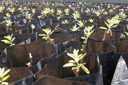 تولید ۵هزار نهال در نهالستان منابع طبیعی کبودراهنگ