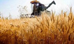 وضعیت تسویه حساب با کشاورزان گندمکار؛ جزئیات جدید