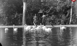 تماشای قوها در آینه زمان؛ خدمتکاران کاخ ناصری، ۱۳۰ سال پیش