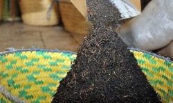 نوسانات واردات چای؛ کاهش و افزایش در آمار سالهای اخیر