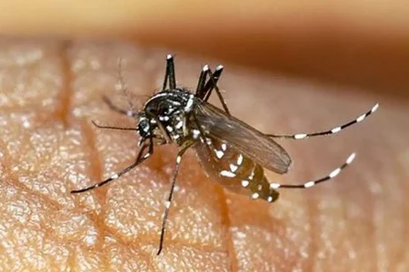 شکار پشه آئدس آلبوپیکتوس در مازندران؛ نگرانی‌ها ادامه دارد