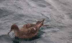 برای نخستین بار در ایران؛ تصویر کبوتر دریایی دم‌کوتاه