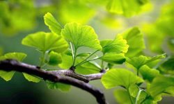نگاهی به نقش گیاه باستانی جینکو بیلوبا در بهبود گردش خون