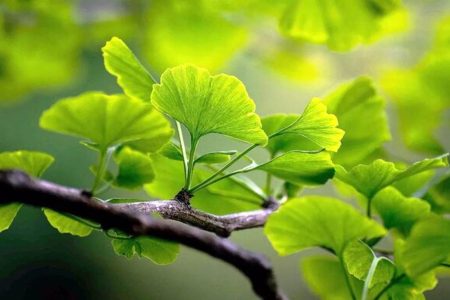 نگاهی به نقش گیاه باستانی جینکو بیلوبا در بهبود گردش خون