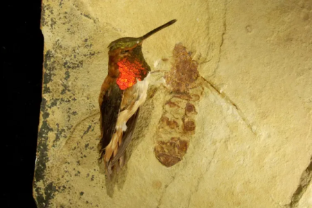 کشف غول‌پیکرترین مورچه‌ تاریخ