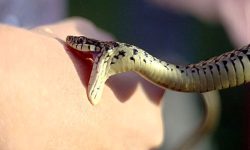 هشدار پزشکی: تیغ زدن یا مکیدن محل گزش مار و عقرب ممنوع!