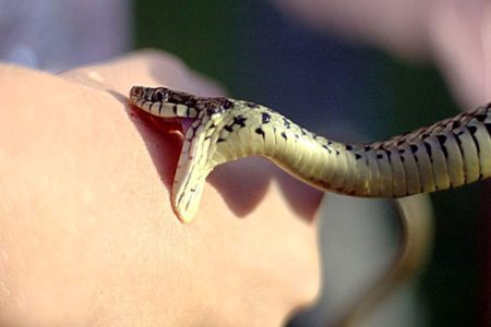 هشدار پزشکی: تیغ زدن یا مکیدن محل گزش مار و عقرب ممنوع!