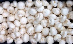 افزایش قیمت قارچ از کیلویی ۱۲۰ هزار به ۳۵۰ هزار تومان