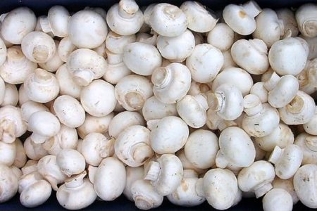 افزایش قیمت قارچ از کیلویی ۱۲۰ هزار به ۳۵۰ هزار تومان