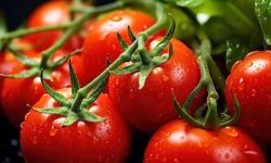 گوجه فرنگی منقرض میشود!