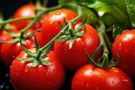 گوجه فرنگی منقرض می‌شود!