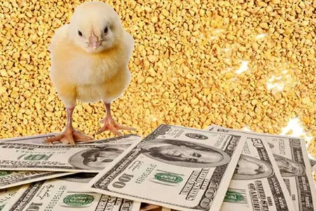 قیمت نهاده ها پس‌از حذف ارز ترجیحی مشخص شد + قیمت دقیق