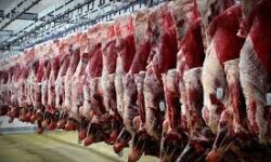 قیمت دام سبک در  سراشیبی