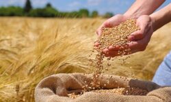واریز 11 هزار میلیارد تومان به حساب 23 هزار گندم‌کار با عاملیت بانک کشاورزی